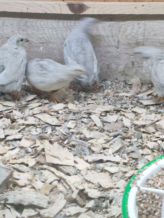 Przepiórki chinskie 40zl para. Wysyłam