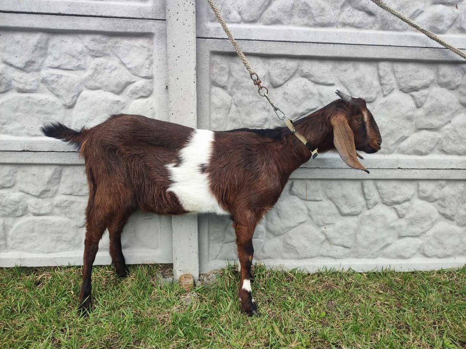 Нубійська коза, молода, породиста коза