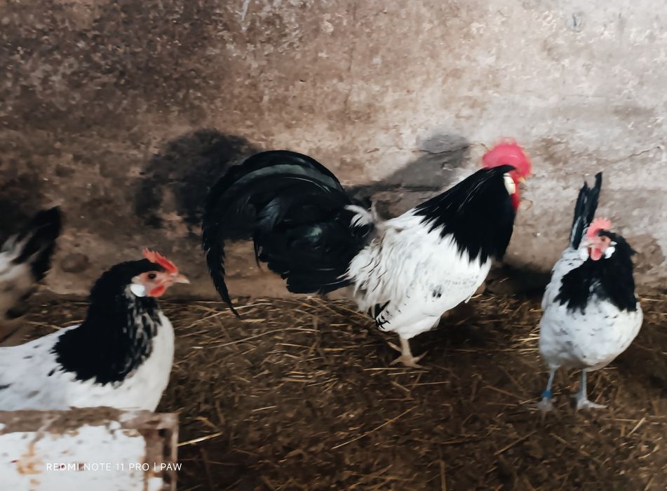 PROMOCJA na koguty Lakenfelder Marans Australorp lęgowe Amrock