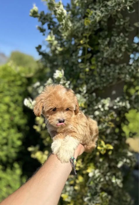 Любовь с первого взгляда‼️Мини мальтипу ф1 Мальтипу ф2. Той пудель