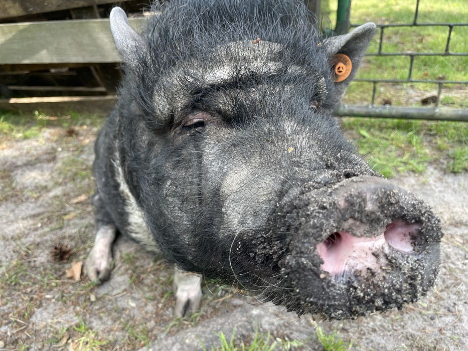 Oddam świnie. Mala świnka, wietnamka