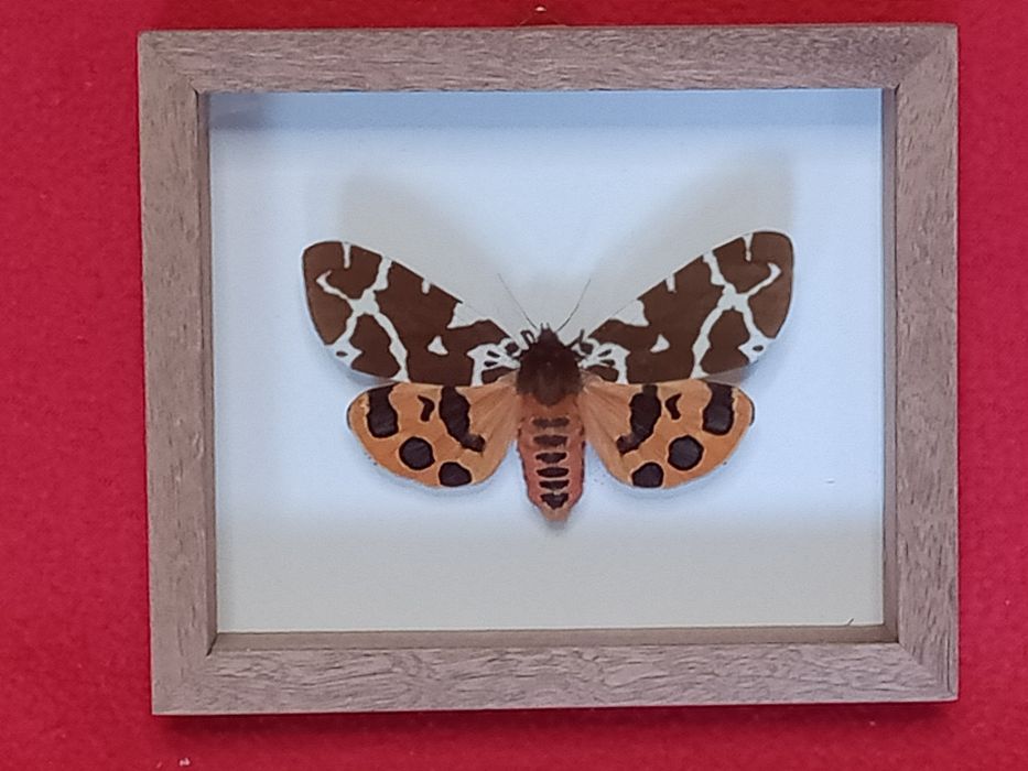 Motyl w ramce 10x8 cm . Niedźwiedziówka kaja . Arctia caja .
