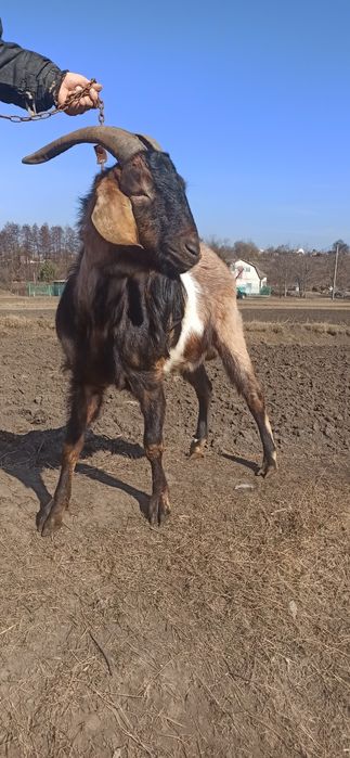 Продається цап Заао-нубійський