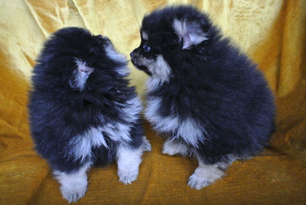 Pomeranian szpic miniaturowy