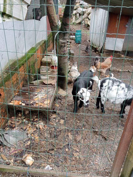 Cabras anãs fêmeas