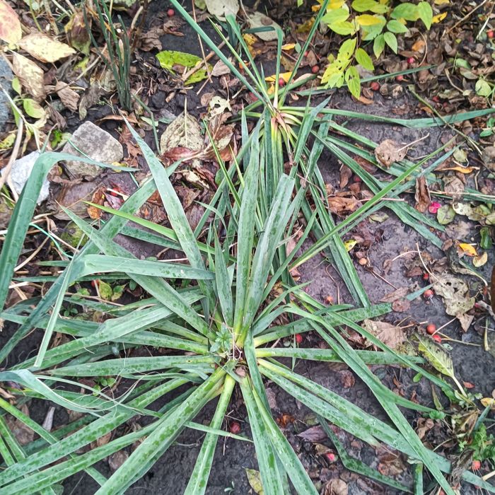 Цветы  укоренённые,семена . Продам,  перешлю. Цены уточняйте