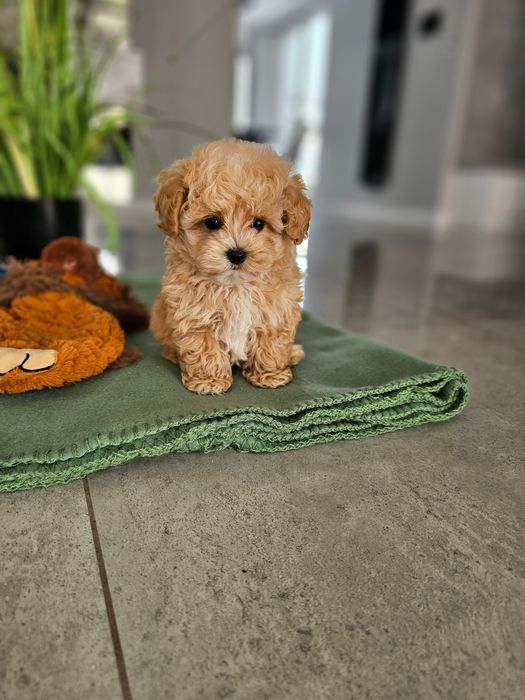 Najpiękniejsza Dziewczynka Maltipoo F1 Zobacz