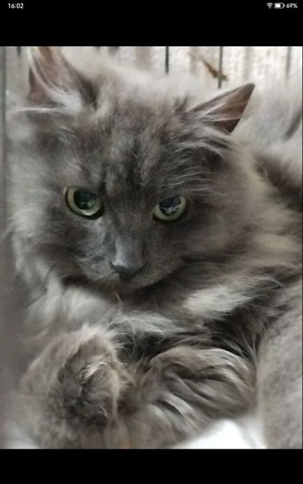 Молодой котик редкой породы Небилунг
