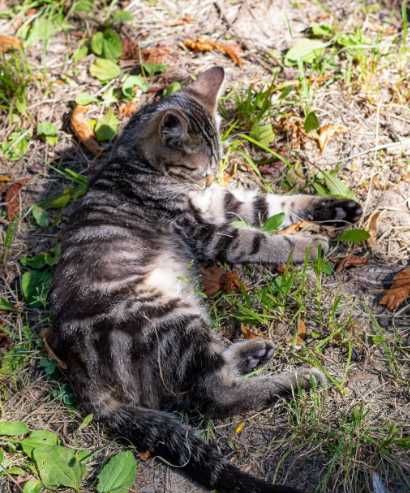 котята полосатые ищут дом