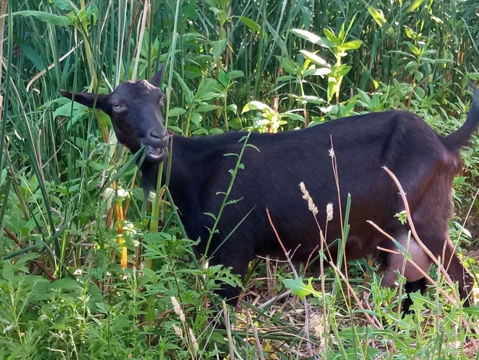 Продаю козине молоко, козяче молоко, козье молоко
