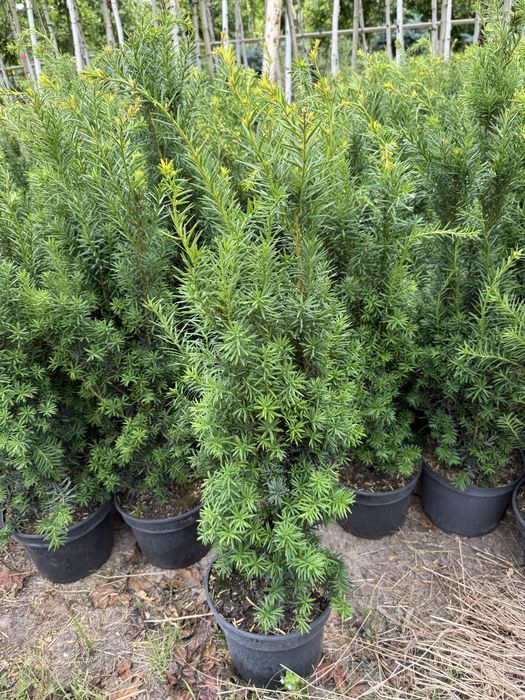 Cis pośredni HICKSII ŻYWOPŁOT 90cm
