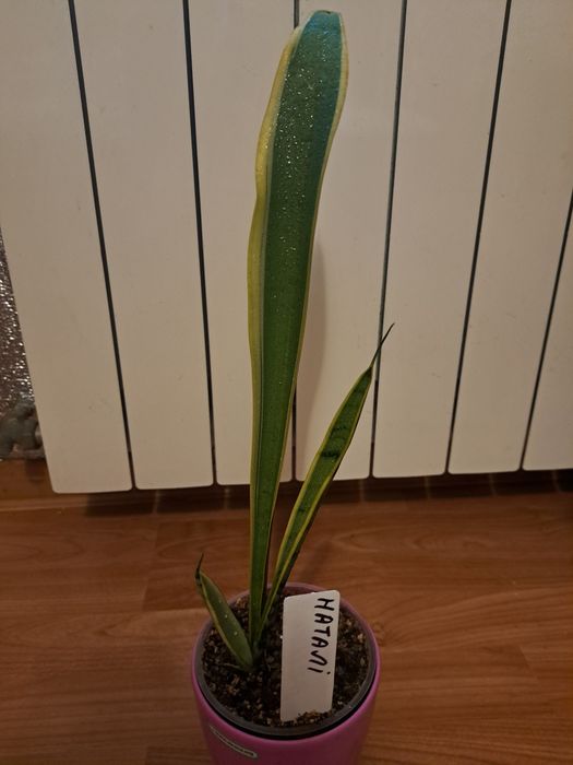 Сансевієрія "Наталі"