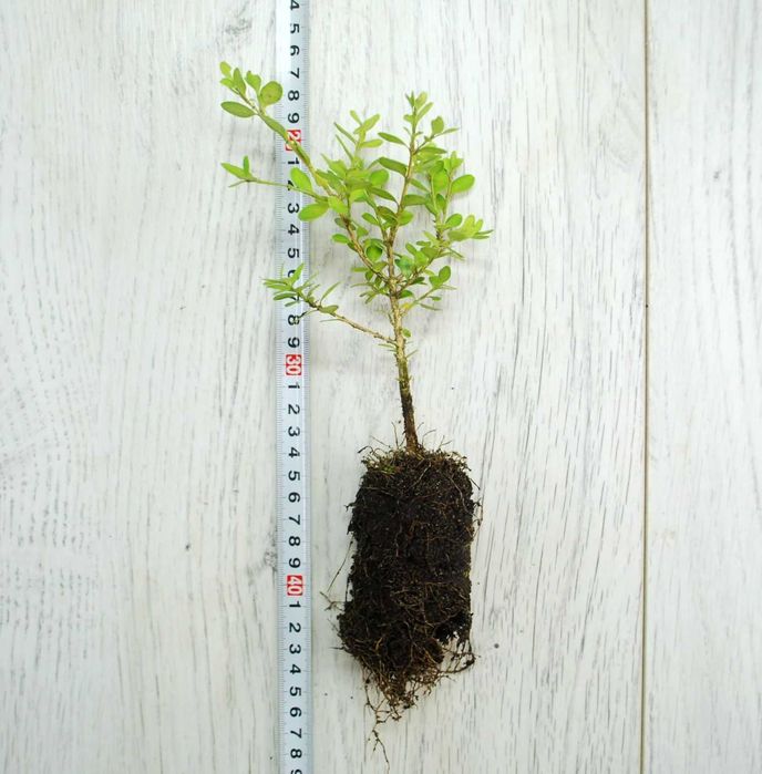Bukszpan drobnolistny 'Coronuil' microphylla 041