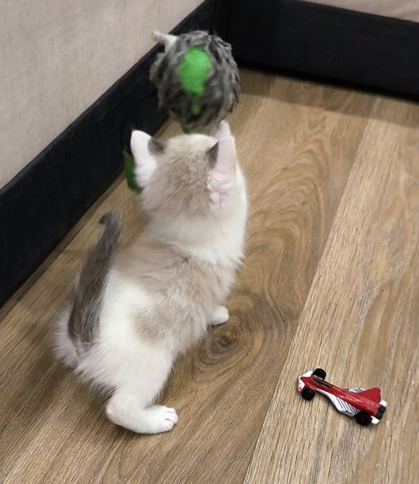 Котёнок мальчик сиамский 1 месяц