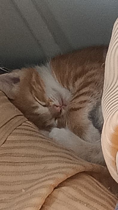 Кот котенок рыжий, кішка руда, помаранчева  ( Всіх кошенят забрали)