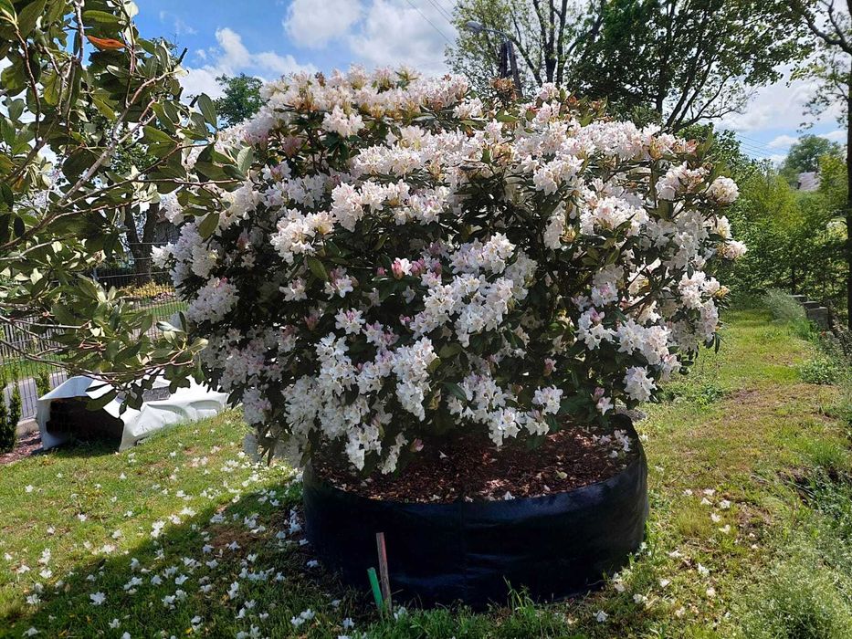 Rhododendron, różanecznik