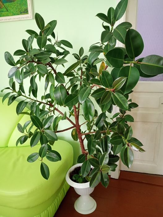 Продається  вазон Фікус
