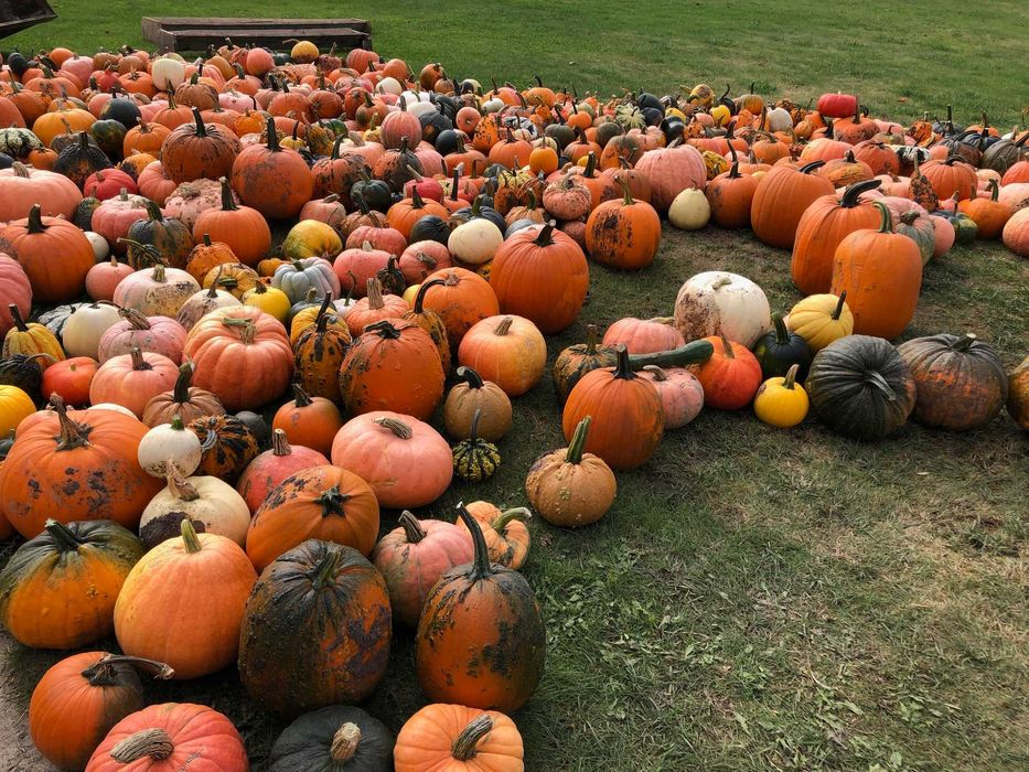 Dynia Halloween i Ozdobne, Duży wybór, Tanio!!!
