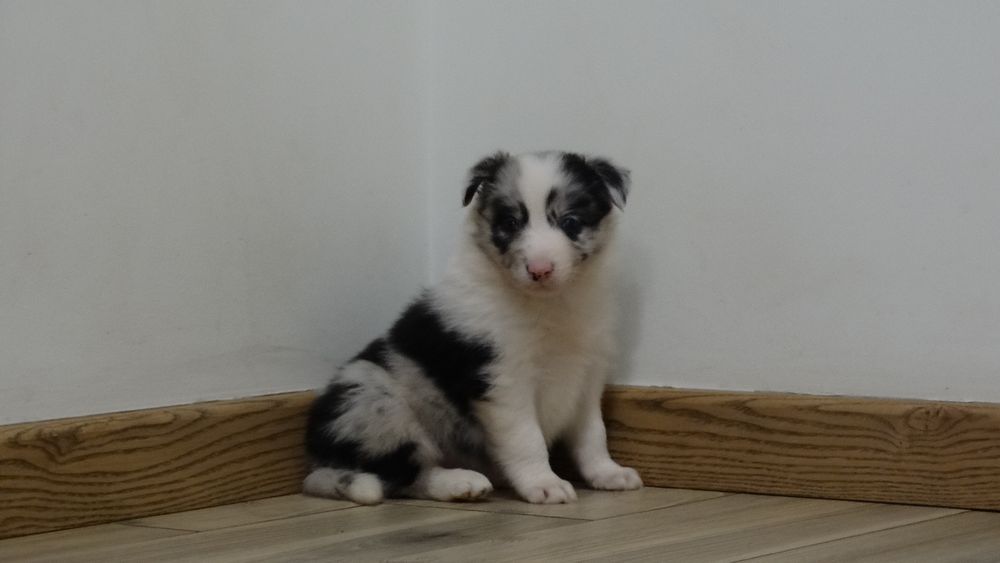 Border collie piesek z rodowodem