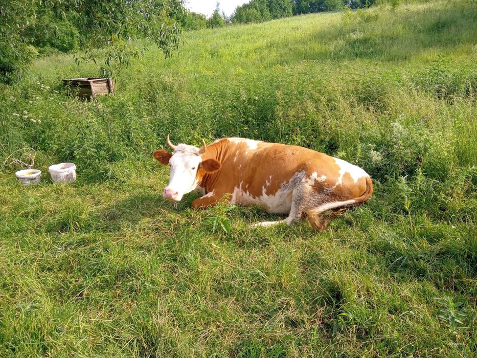 Продам добру корову.