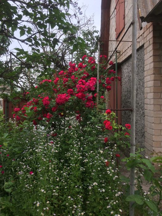 Продам дачу Садове товариство "Висотник" Довгинцівський район