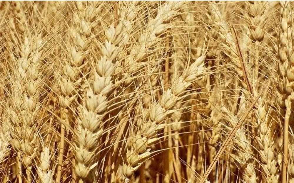 Продам пшеницю нового урожаю