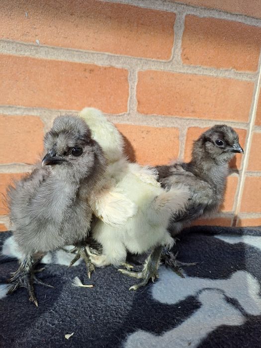 Sedosa do Japão - pintos