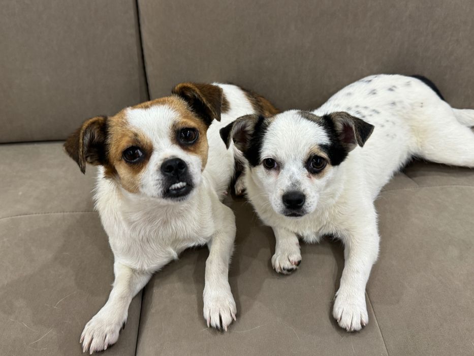 Шукаємо люблячу сім’ю для мами й донечки чіхуахуа.