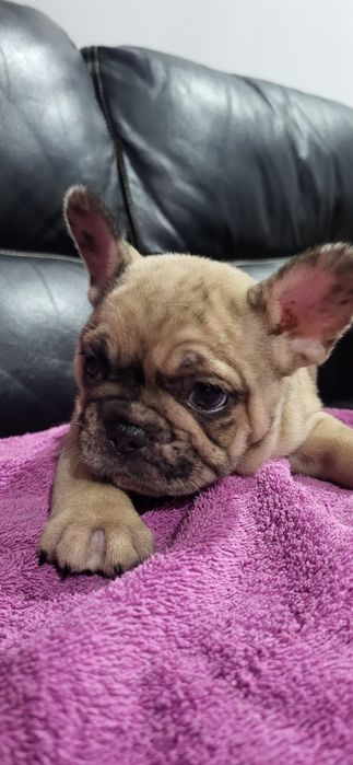 Bulldog francês meiguinha