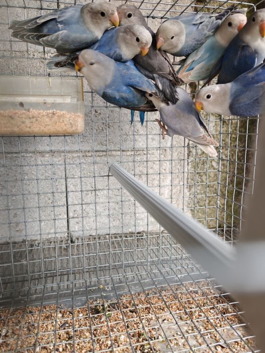 Agapornis Roseicollis