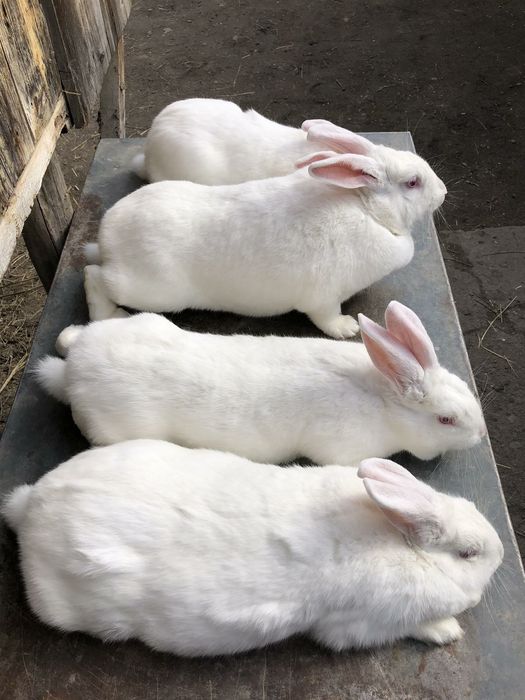 Продаю кролі.Термони. Та самка Каліфорнія