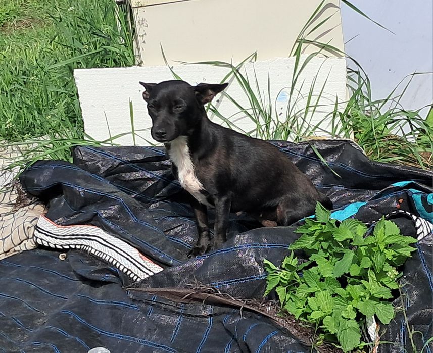 Bella 2lata pilnie potrzebny dom chociaż tymczasowy