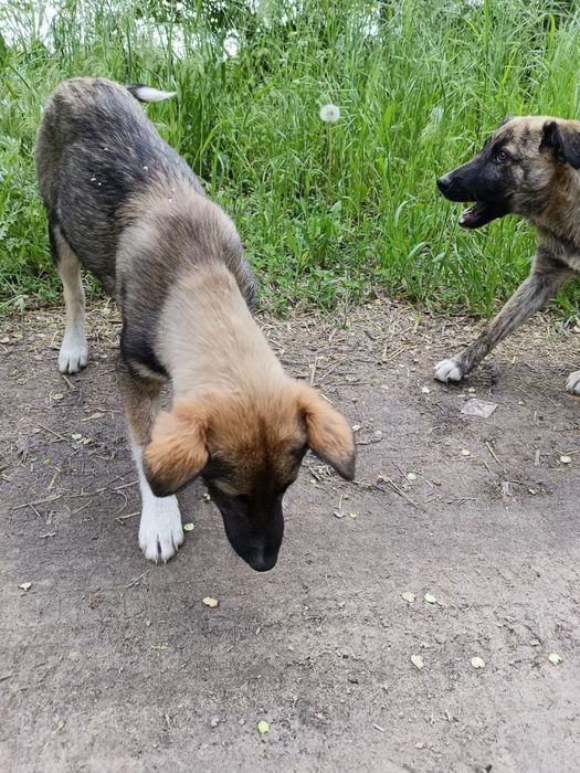 Віддаємо цуциків