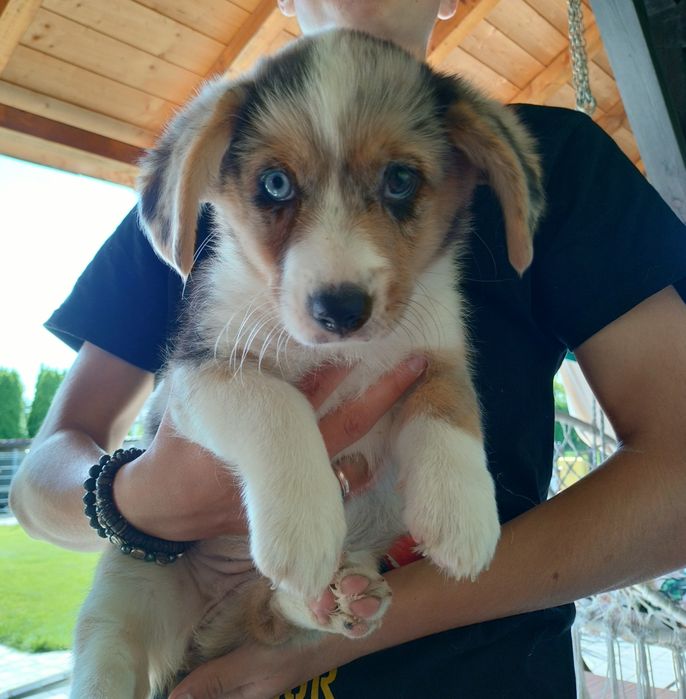 Welsh Corgi Cardigan