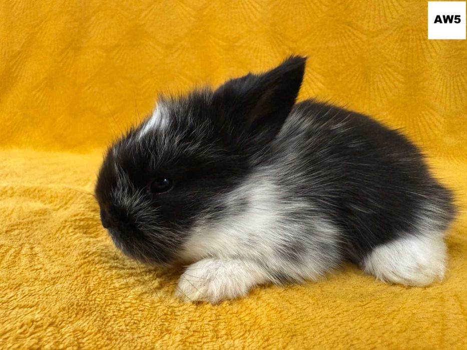 Królik miniaturka teddy