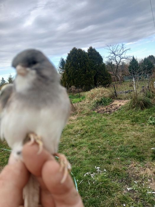 Sprzedam kanarki mlode