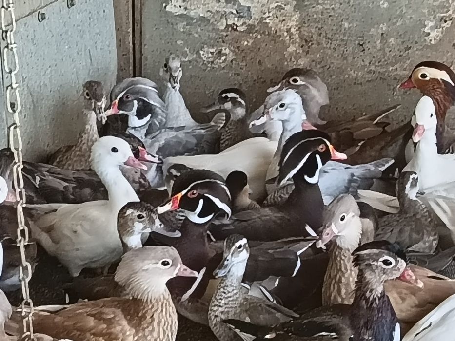 Patos exóticos  e  pavões