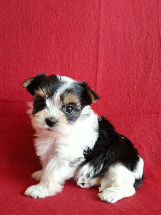 York biewer yorkshire terrier biewer piesek rodowód 4ro pokoleniowy