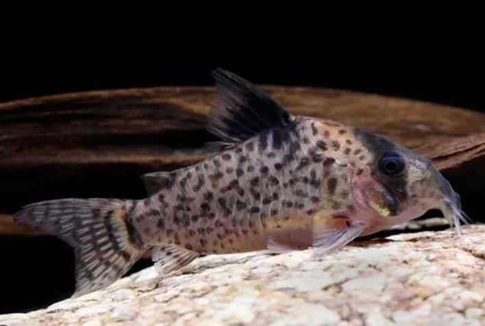 Kirys Fioletowy - SKALMAR Sklep Akwarysty