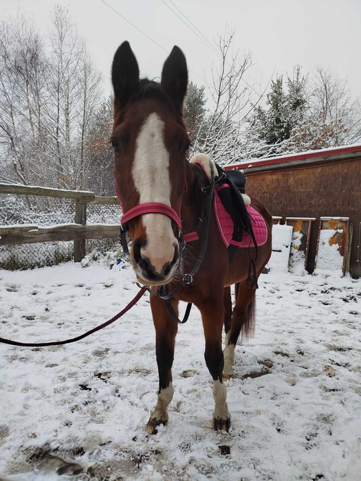 Dzierżawa spokojnego konia