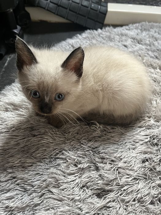 Doa se gatinhos bebés
