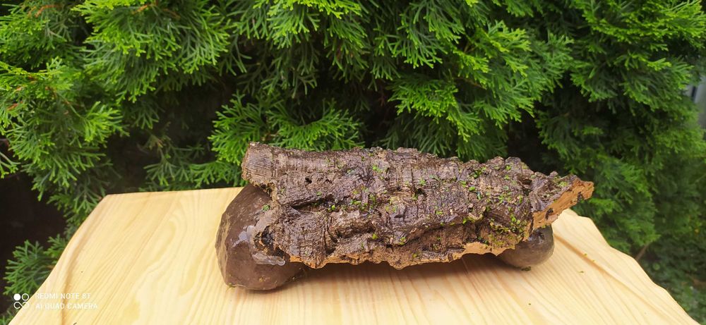 Grota z dębu korkowego 30x9 cm