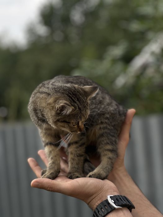 Котята.