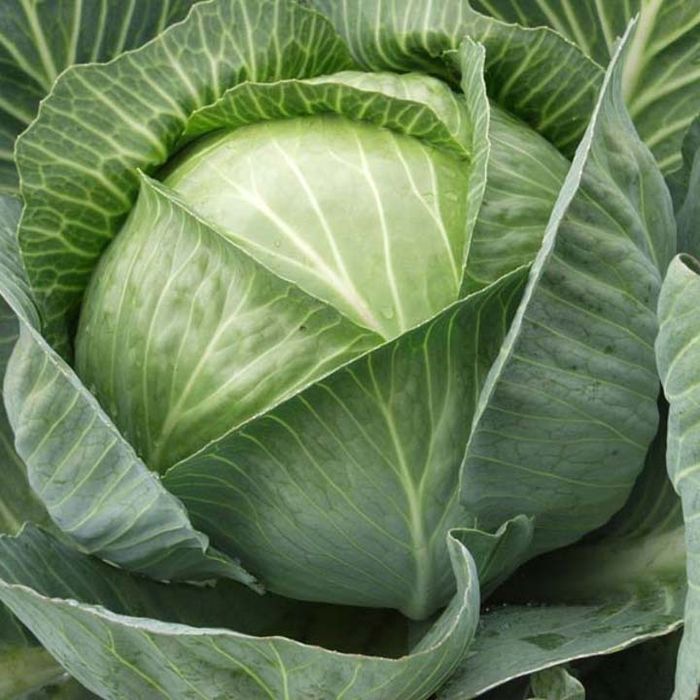 Насіння капусти Агрессор F1 Agressor F1 10000 шт семена карусты