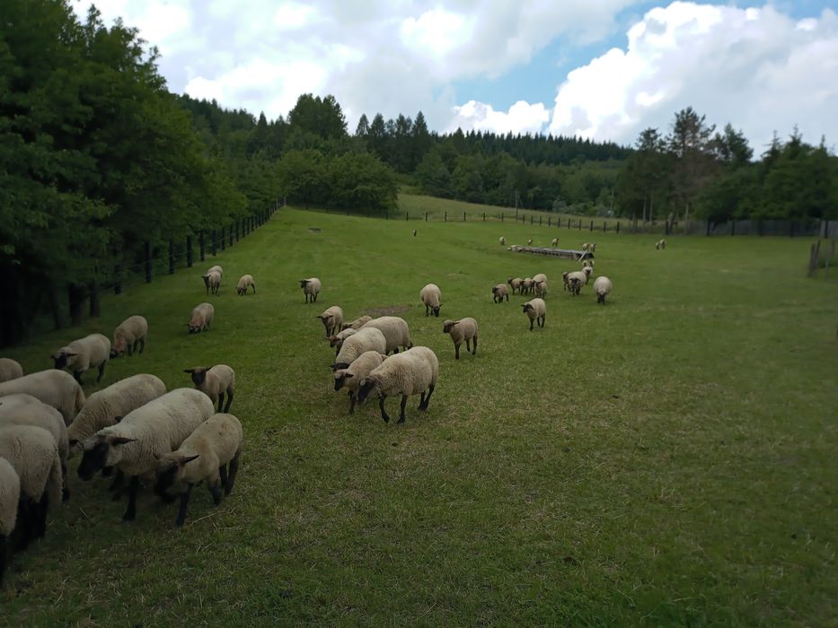 Owce, Jagnięta,barany czarnogłówki tusza jagnięca