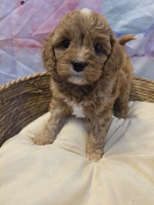 Cavapoo wyjątkowy chłopiec