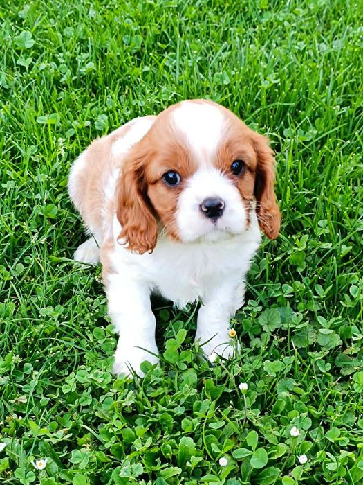 Cavaljer King Charles Spaniel (Piesek)