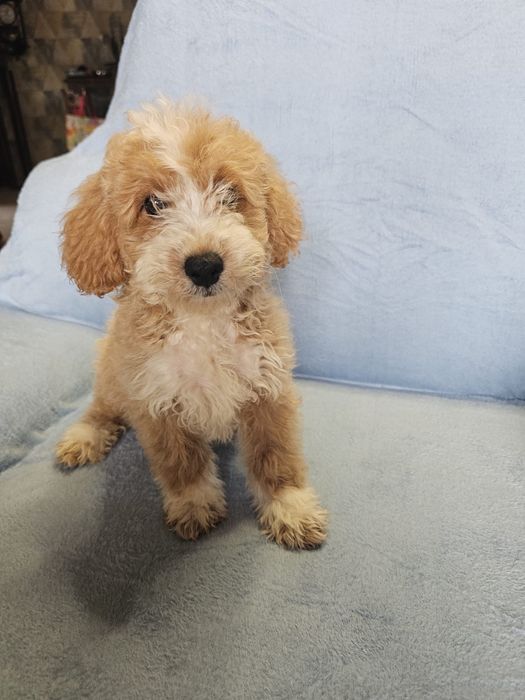 CAVAPOO - szczeniak samczyk