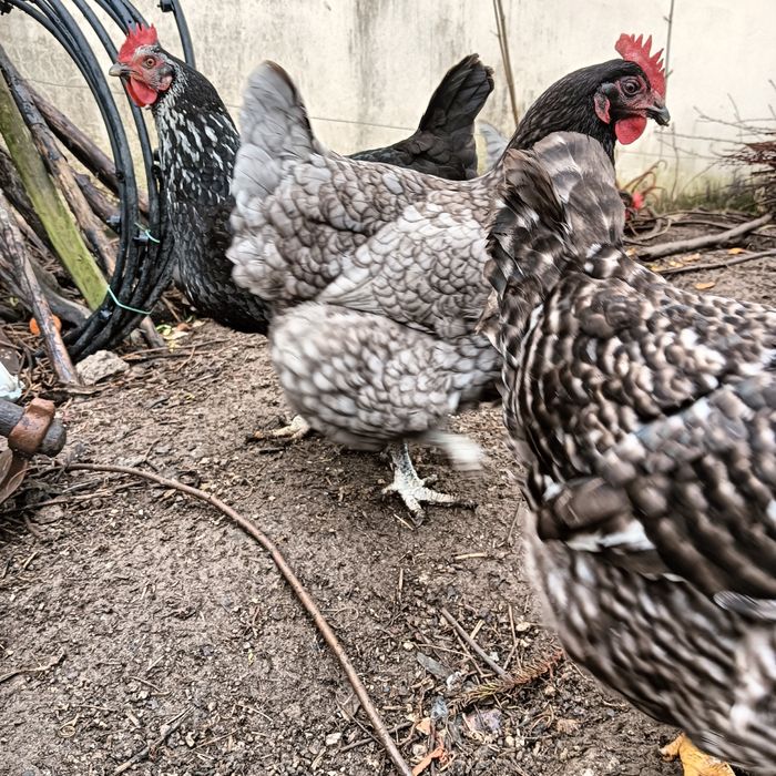 Ovos galados verdes e de várias raças