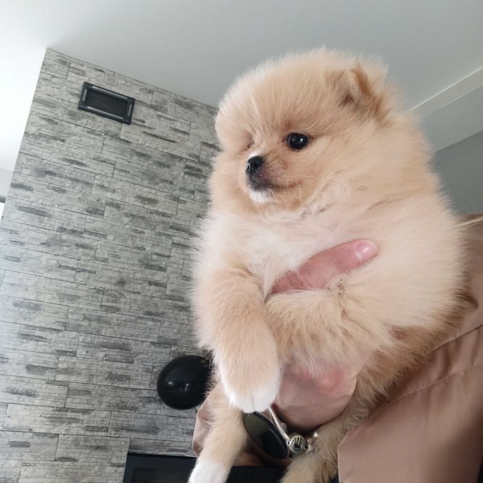 Sunia***szpic miniaturowy pomeranian